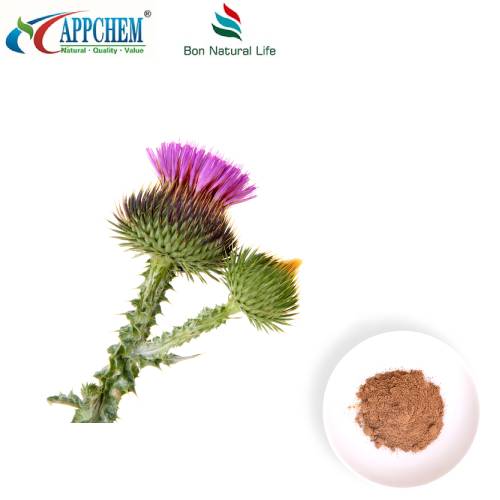 Ekstrak Biji Milk Thistle
