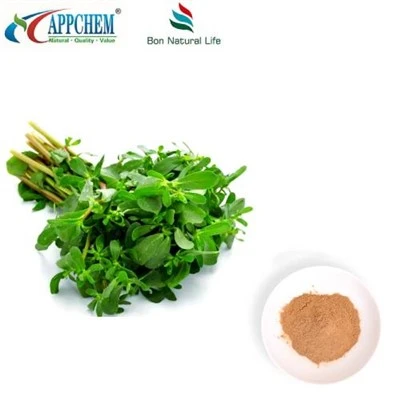 Serbuk Ekstrak Purslane